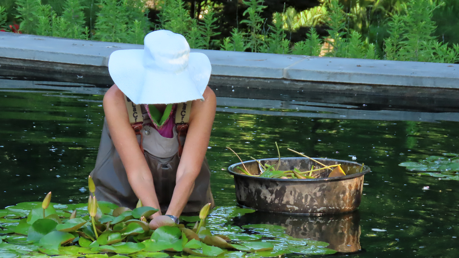 A person inside a garden pond, working with the leaves of water lilies.